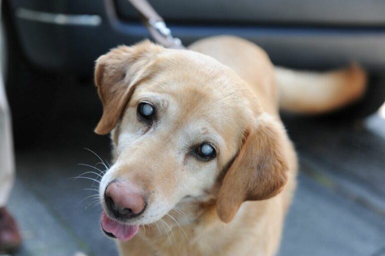 blinde hond golden retriever