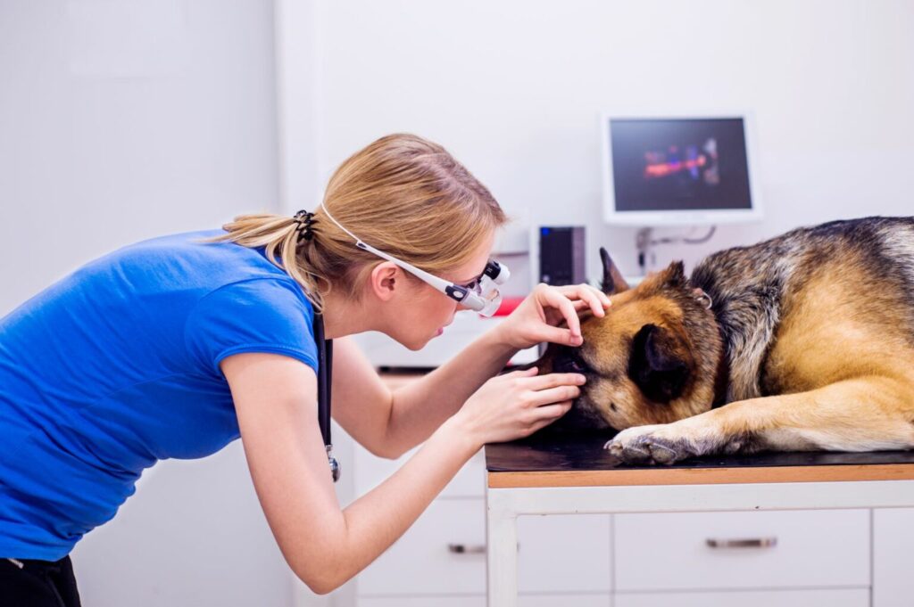 dierenarts onderzoekt oog hond blinde hond dierenarts