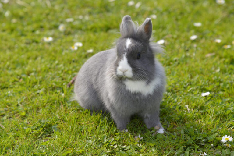 grijs konijn op gras