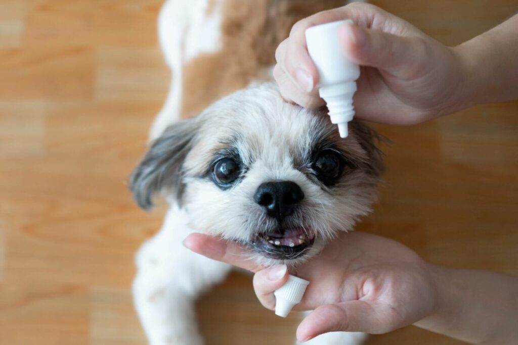hond krijgt oogdruppels hond krijgt oogdruppels