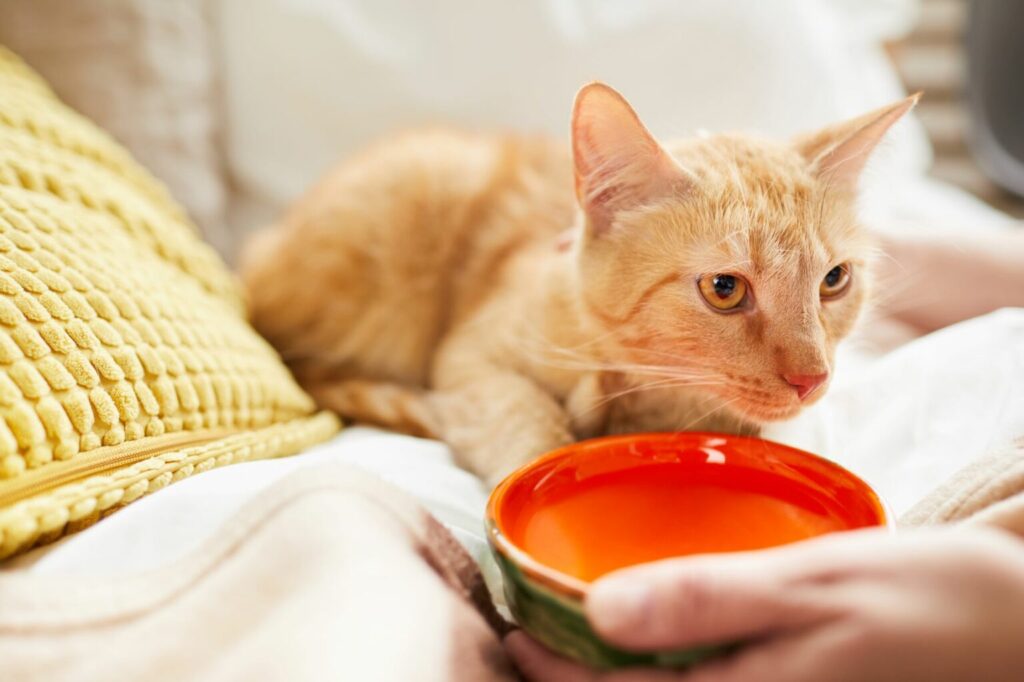 uitdroging kat drinkt uit schaaltje