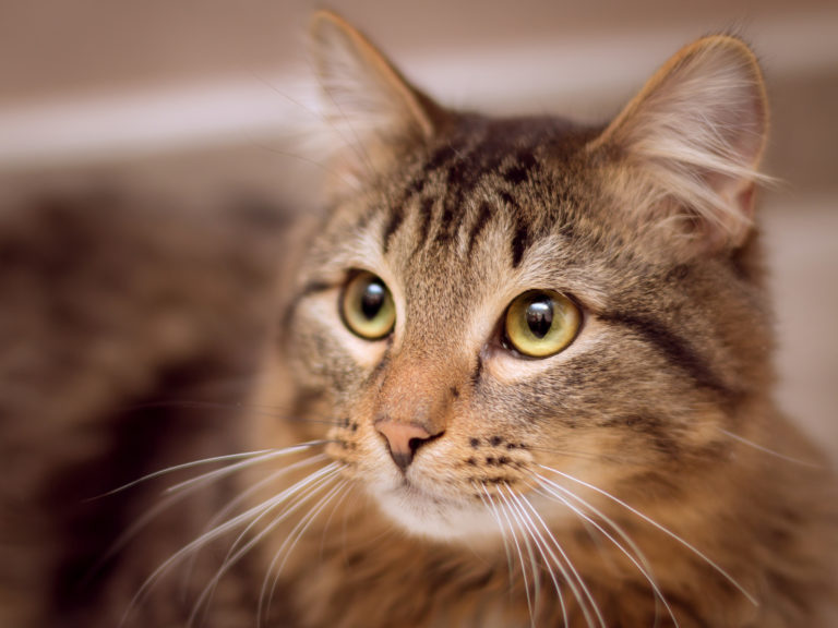 kattentaal begrijpen kattentaal begrijpen