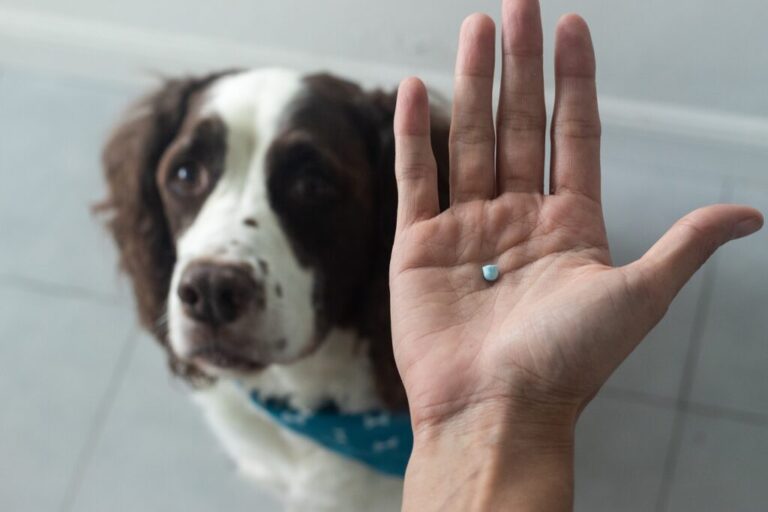 pijnstillers voor honden