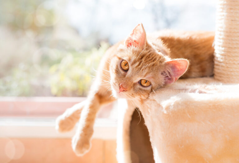 wat je moet weten voordat je een kat koopt