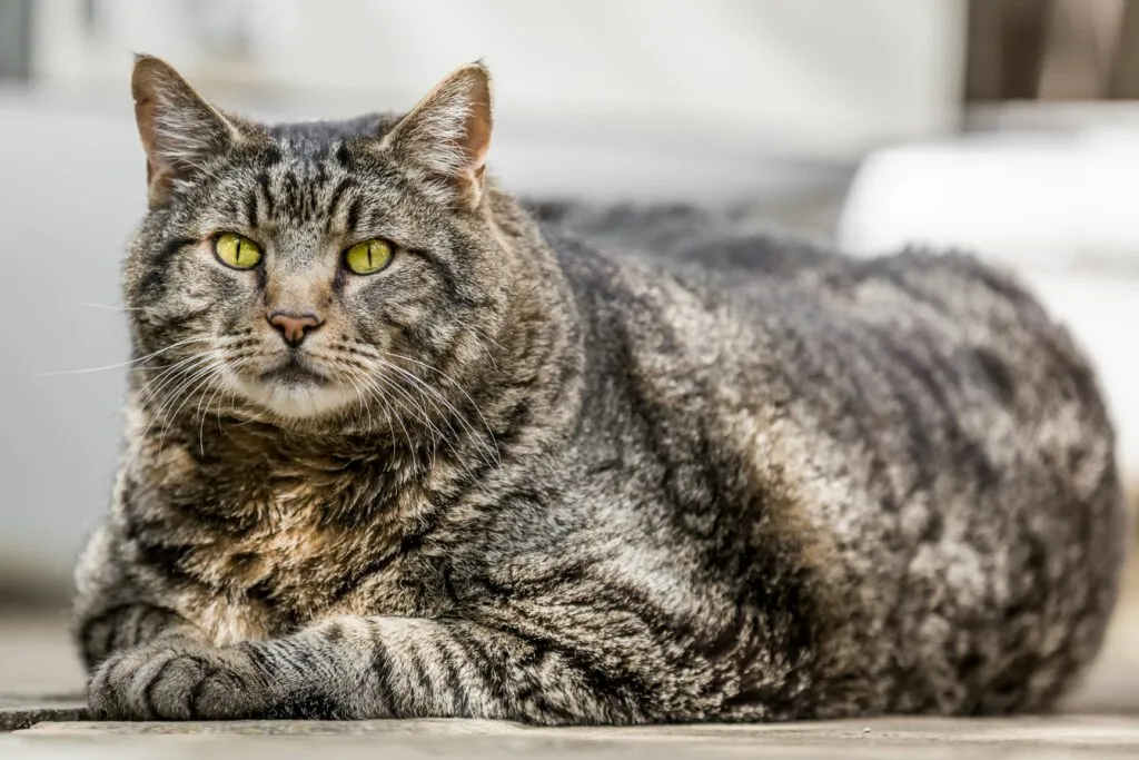 Kat met overgewicht