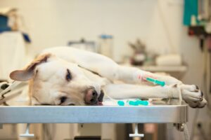 Hartworm bij honden: symptomen, behandeling en preventie