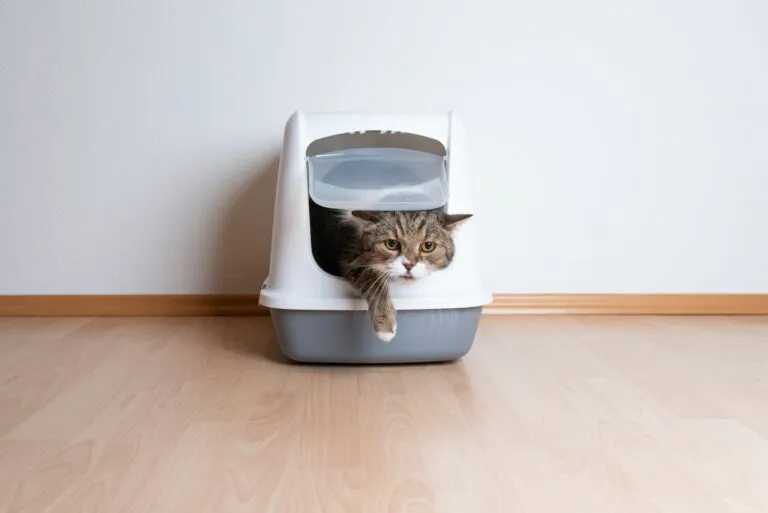 kat stapt uit kattenbak bloed urine