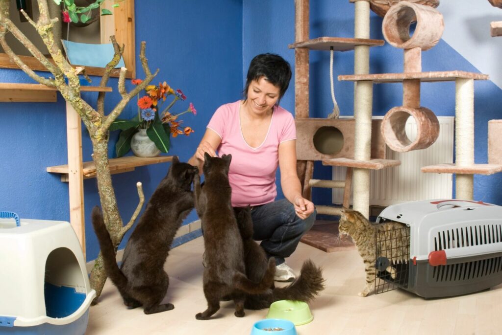 kattenhotel kat vakantie kattenhotel kat vakantie