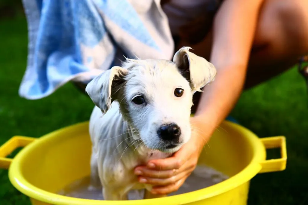 puppy wordt buiten gewassen
