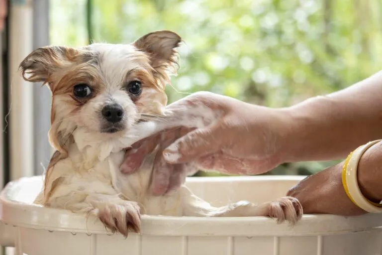 puppy wordt gewassen