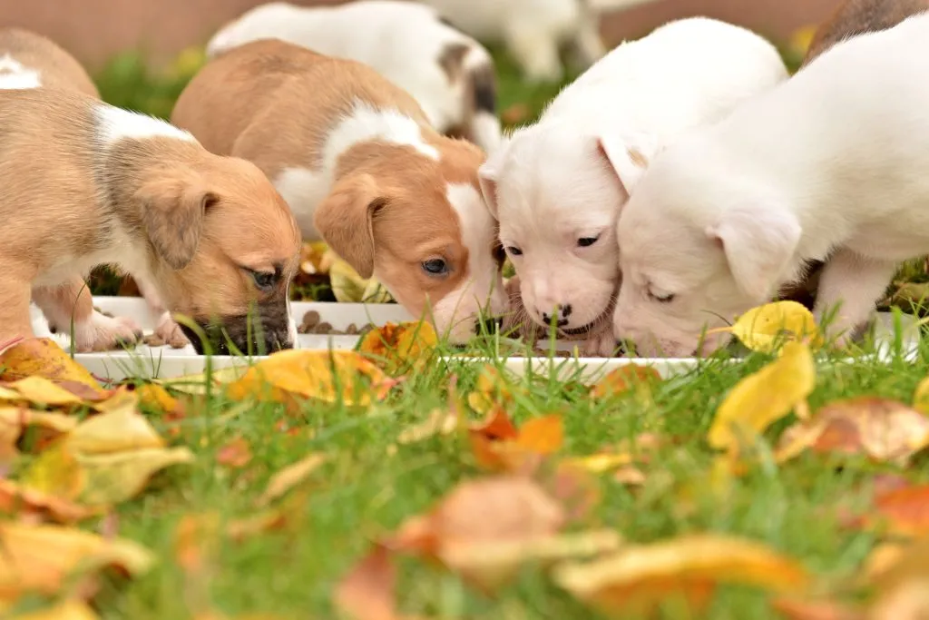 puppy's eten samen bij fokker