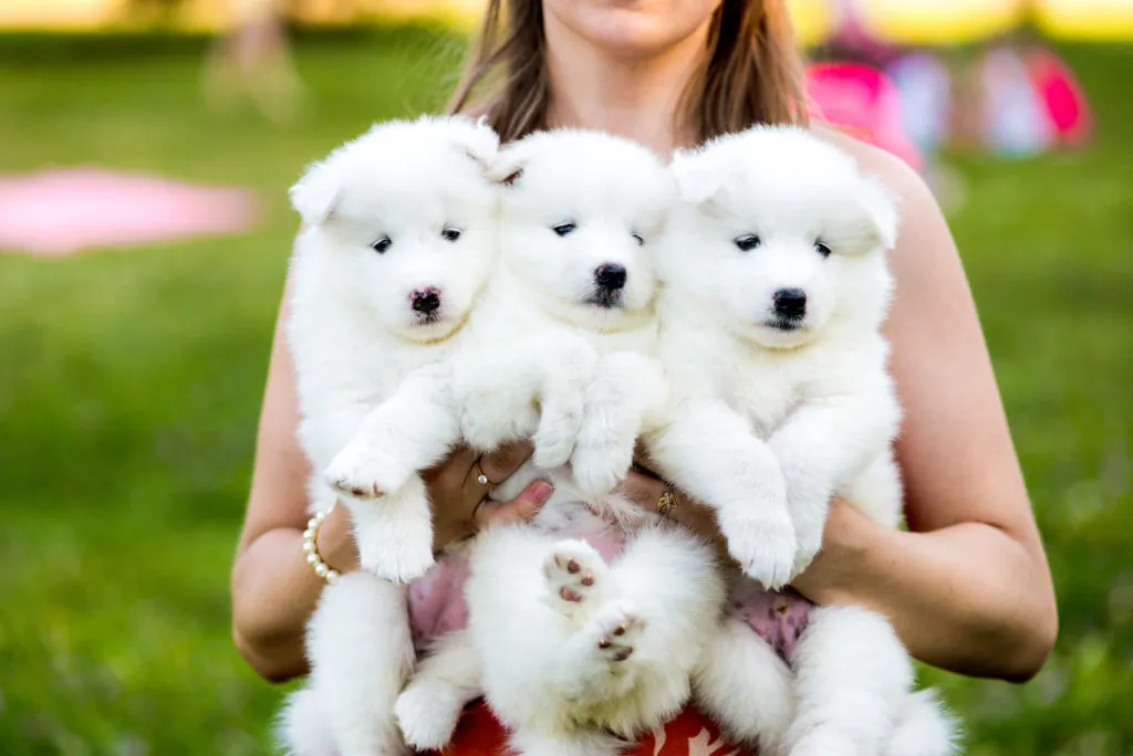 vragen aan fokker puppy Samoyed