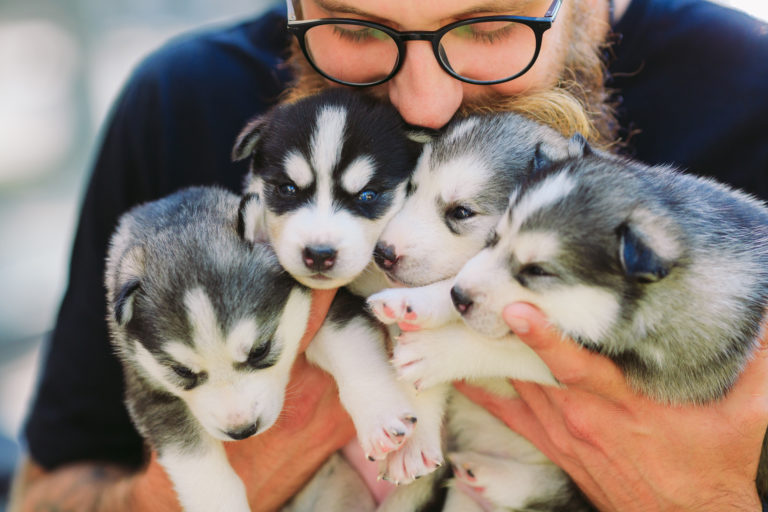 Vragen aan hondenfokker siberische husky