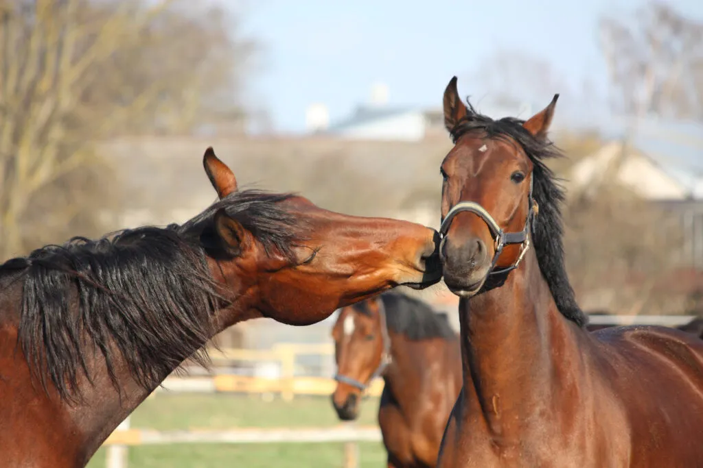 onderlinge paardentaal begrijpen onderlinge paardentaal begrijpen