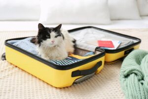 Zonder kat op vakantie: kattenoppas, pensions en meer