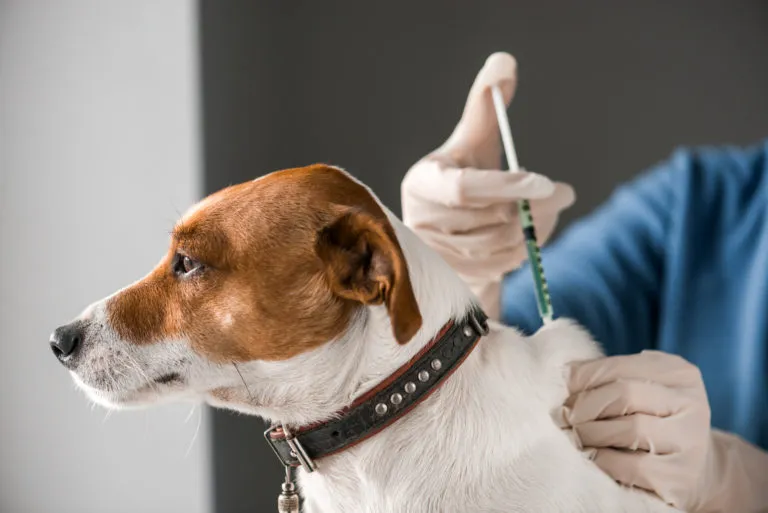 Hond krijgt inenting