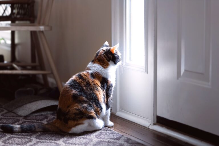 kat zit beledigd voor deur kat zit beledigd voor deur
