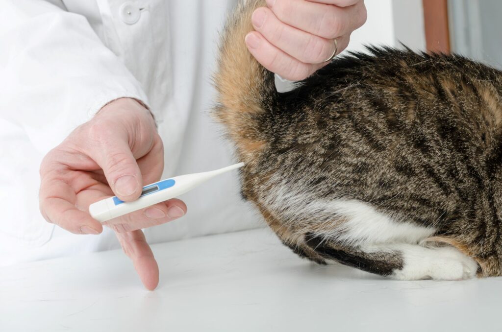 lichaamstemperatuur bij katten meten