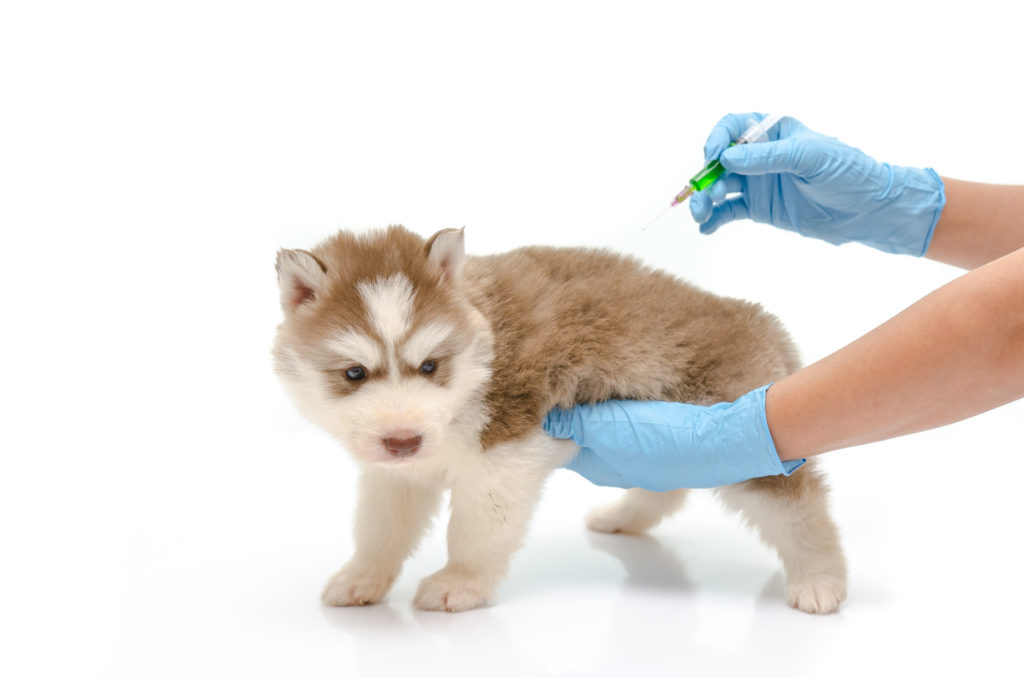 Puppy krijgt vaccinatie