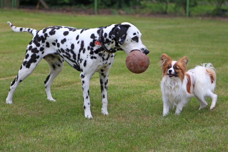 Tweede hond Dalmatiër Dwergkeeshond