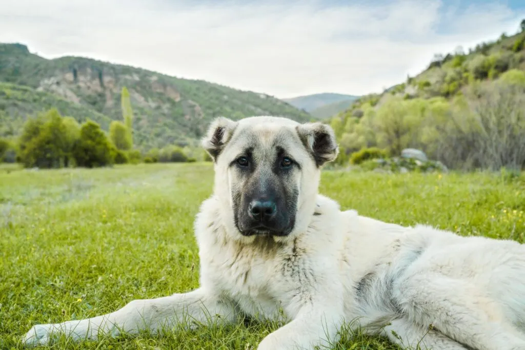 Kangal ligt buiten