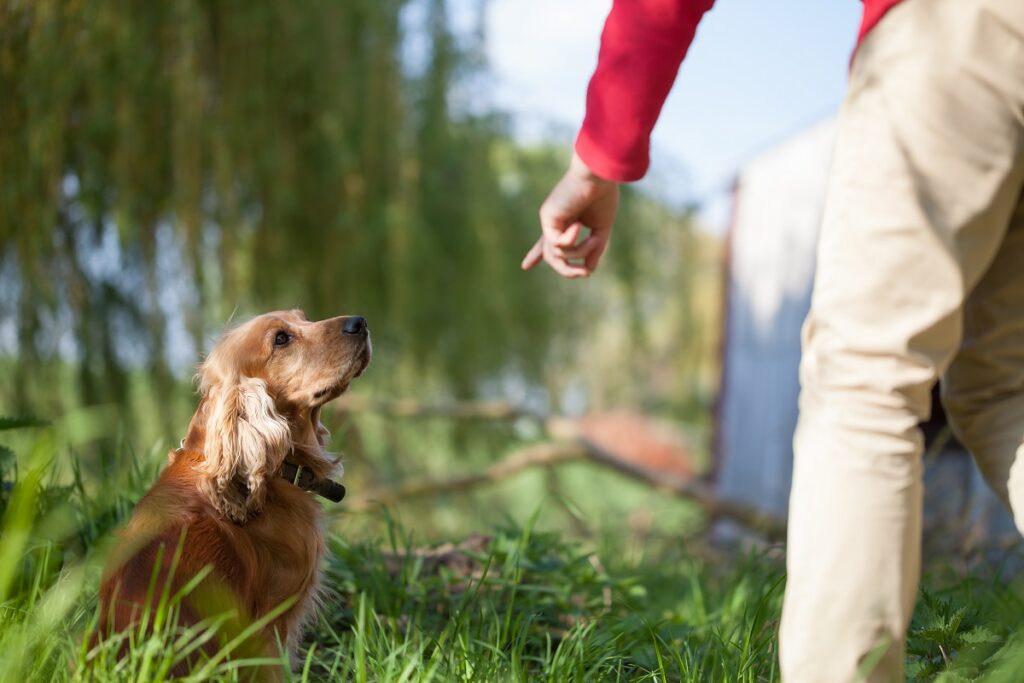 hond krijgt buiten training