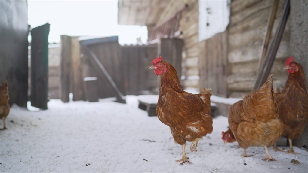 Kippen buiten in de sneeuw