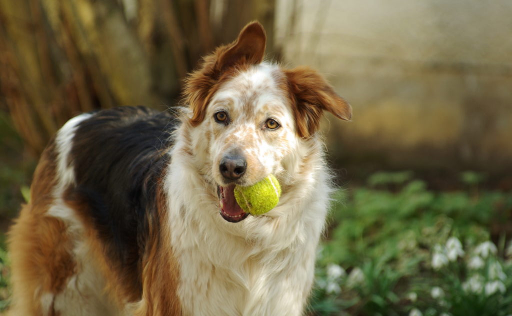 oudere hond met tennisbal