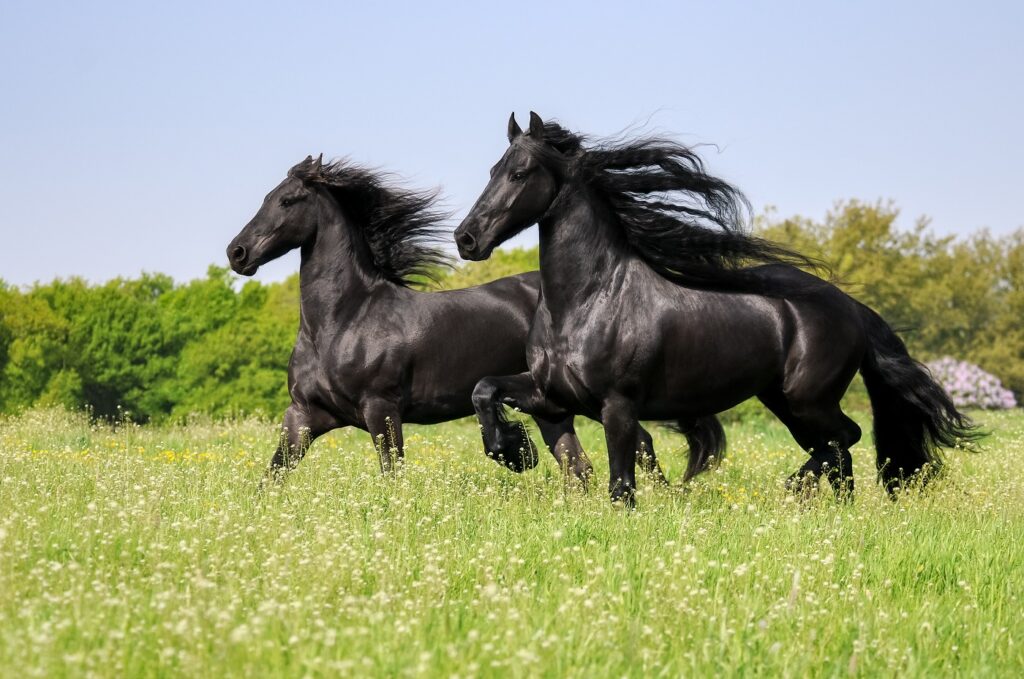 Twee friese paarden in de wei