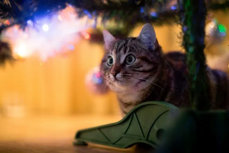 Katten en angst tijdens Oud en Nieuw