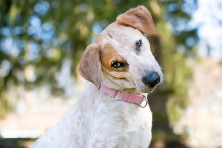 Hond met scheve kop en onrustige oogbewegingen als symptoom van vestibulair syndroom