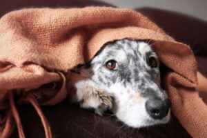 Bloedarmoede bij de hond (anemie)
