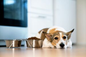 IBD bij de hond (Inflammatory Bowel Disease): oorzaken, symptomen en therapie