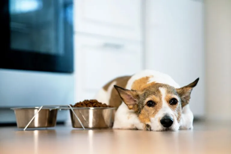 Hond met symptomen zoals braken en verminderde eetlust door IBD
