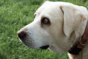 Groene staar (glaucoom) bij de hond