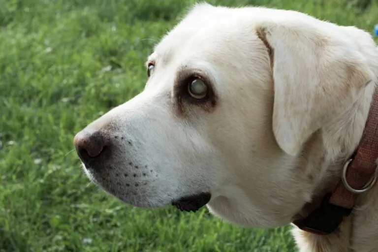 Glaucoom bij de hond