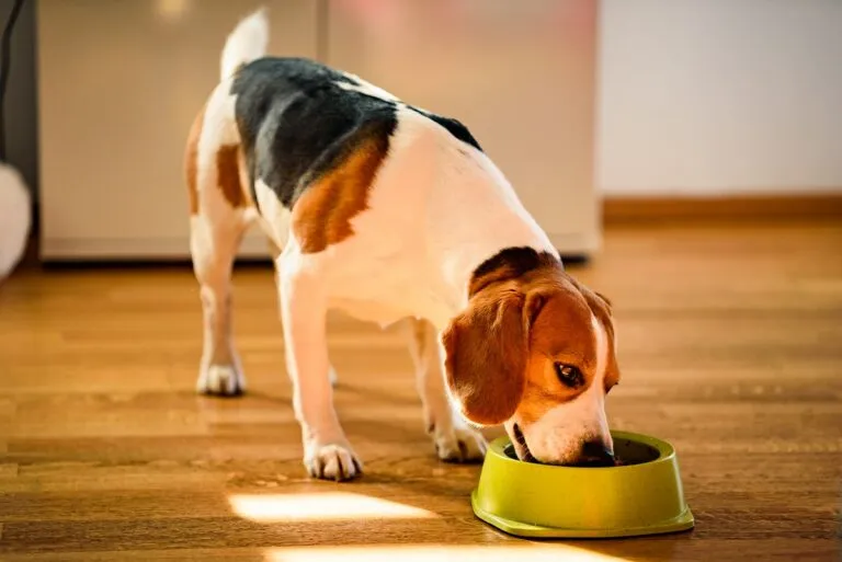 Voedselallergie bij de hond