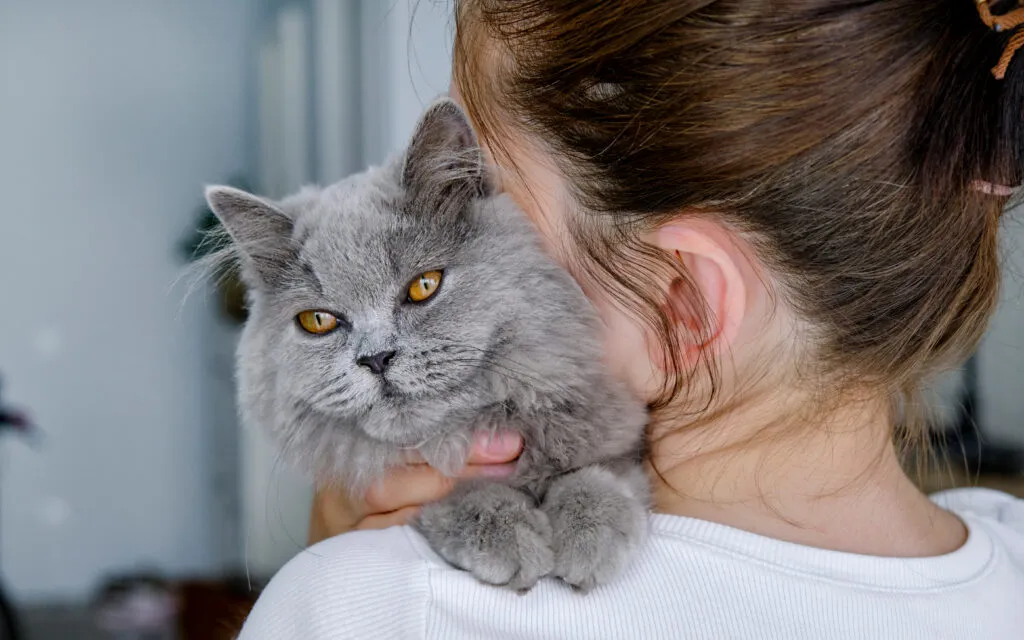 Oudere kat verzorgen &ndash; mogelijke tekenen van ouderdomszwakte bij katten