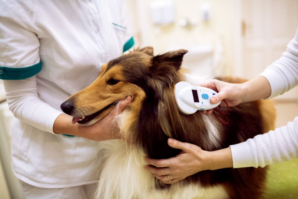 Heeft de hond een chip? hond controleren op chip