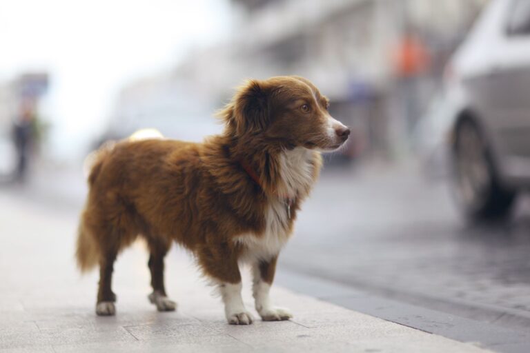 Hond is weggelopen in de stad