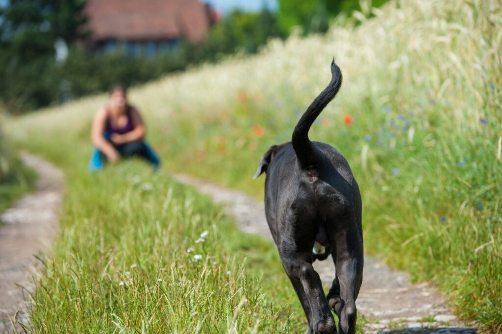 Lopende hond Weggelopen hond keert terug naar zijn baasje