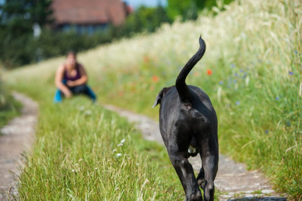 Weggelopen hond keert terug naar zijn baasje