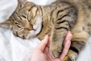 Bloedarmoede bij de kat