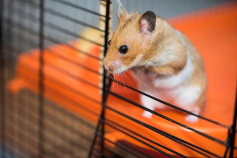 Hamsterscaping Hamsterscaping