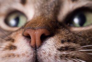 Kat heeft een droge neus: Is ze ziek?