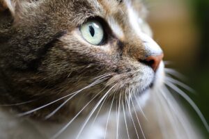 Snorharen bij katten: functie en betekenis