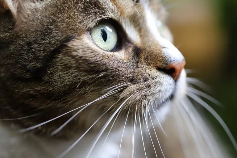 De gevoelige snorharen van een kat die helpen bij oriëntatie en tastzin