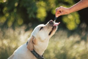 Kokosolie voor honden: Wondermiddel of mythe?