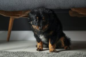 Advocaat voor honden ter kalmering? Dierenarts geeft uitleg