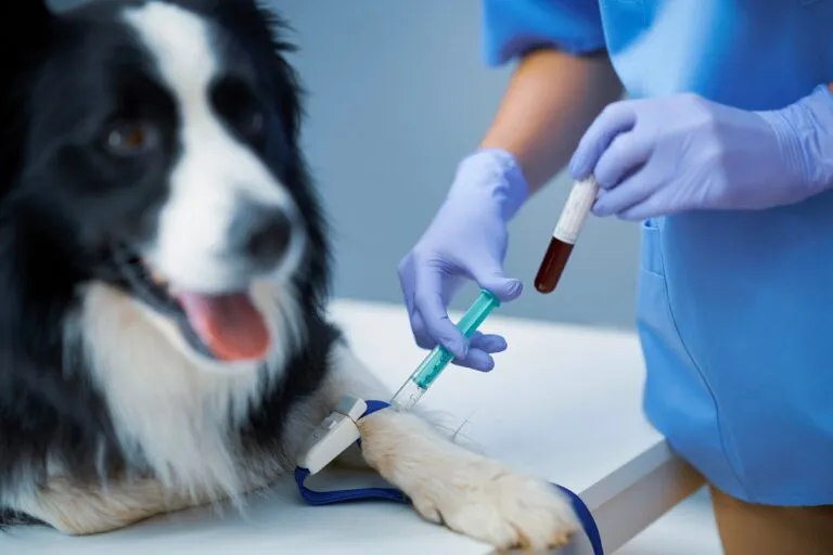 Bloedafname bij een hond